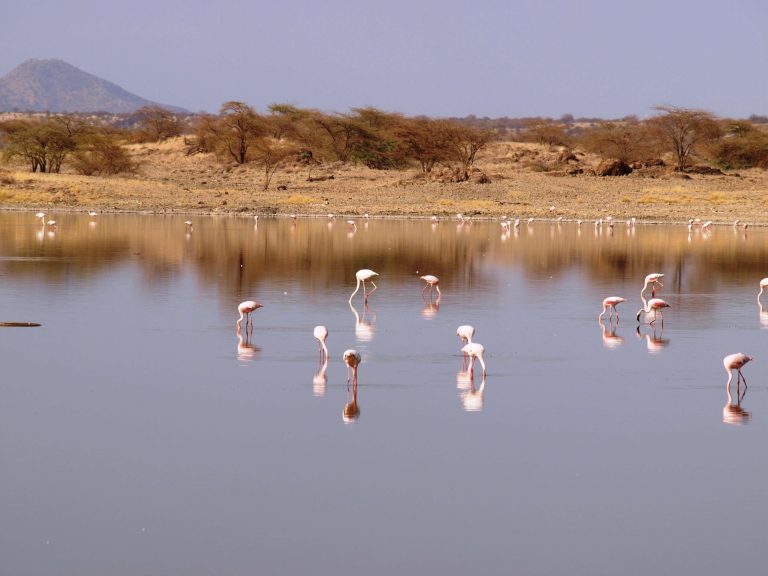6-Days The most authentic and least explored Savannahs and lakes in Kenya