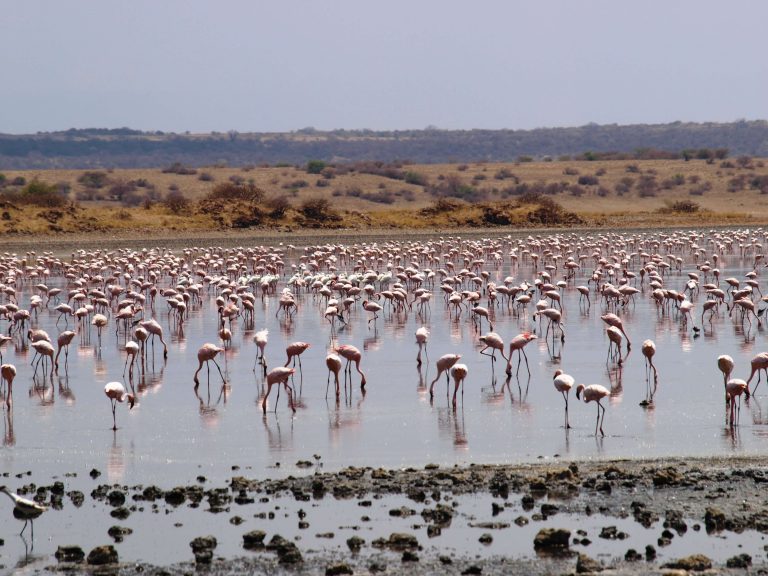 5-Giorni Grande migrazione nel Masai Mara, Laghi e Geyser