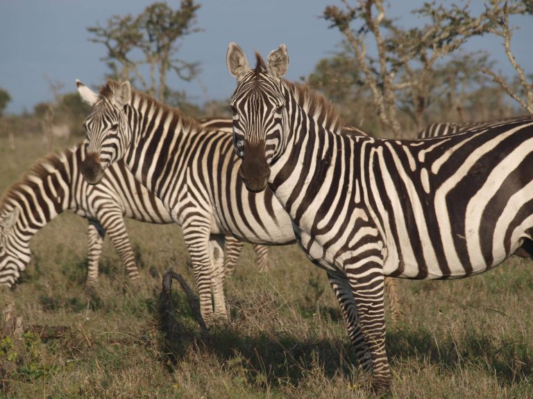 5-Days Great migration in the Masai Mara, Lakes and Geysers