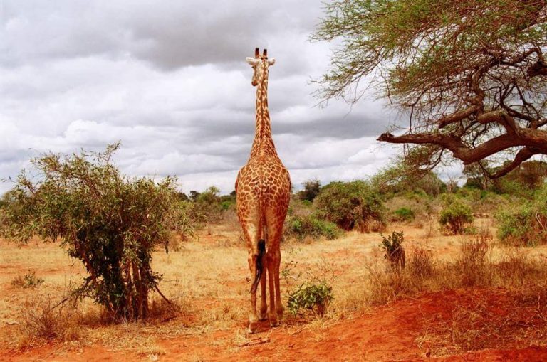 giraffa tsavo est
