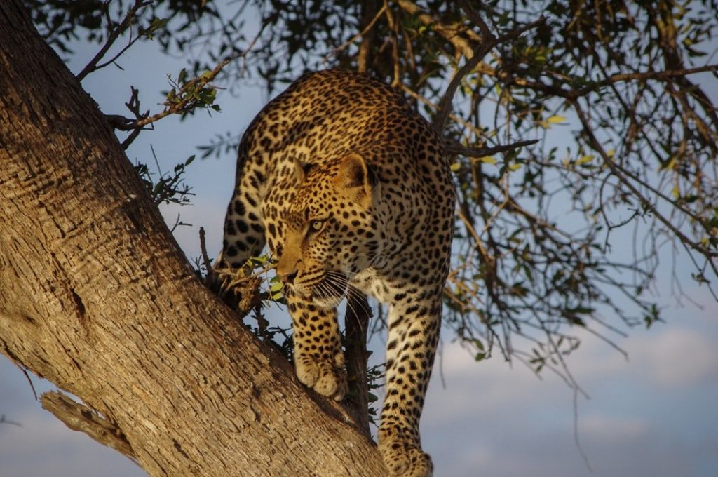 leopardo in agguato su acacia