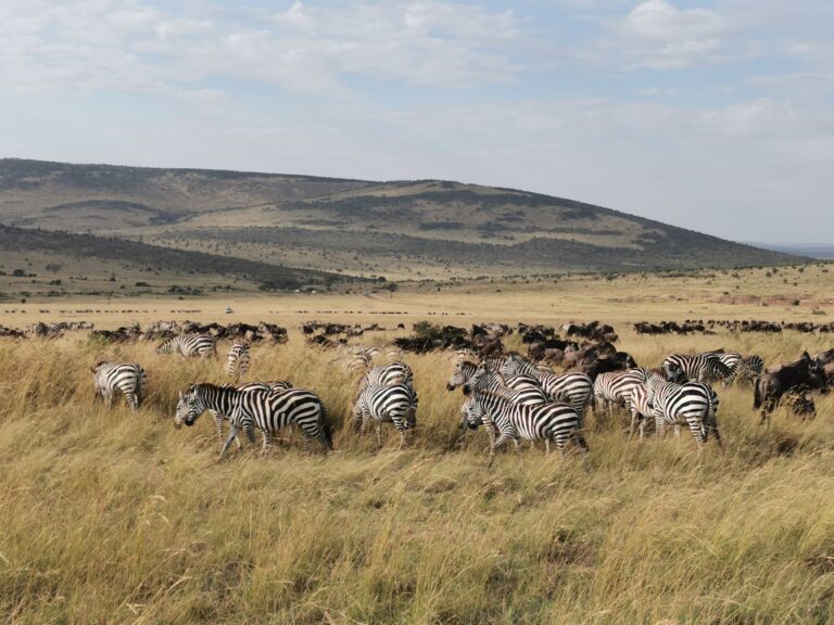 Zebre e Gnu nel Masai Mara-jpg