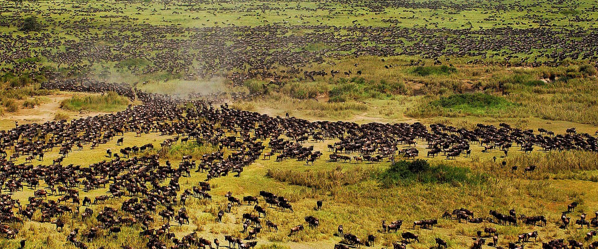 Tanzania Serengeti National Park Migration
