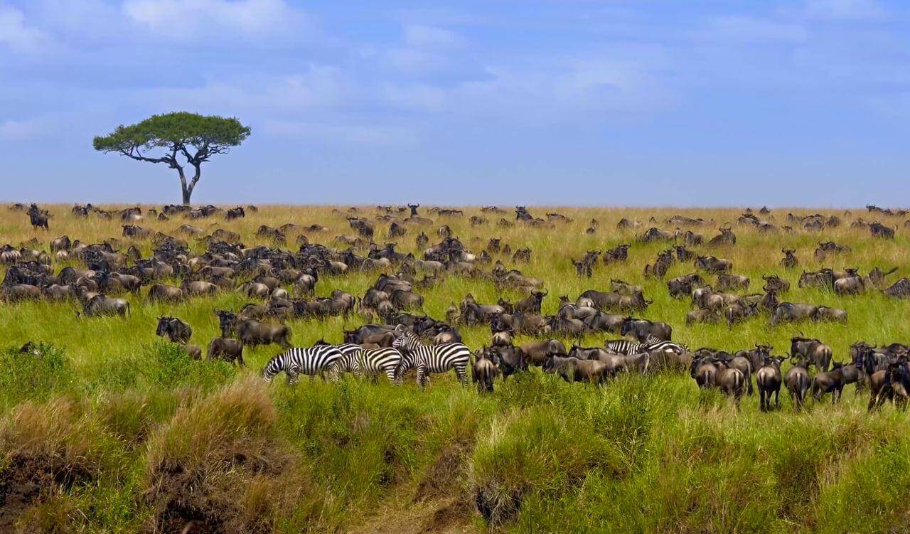 tanzania grande migrazione del serengeti