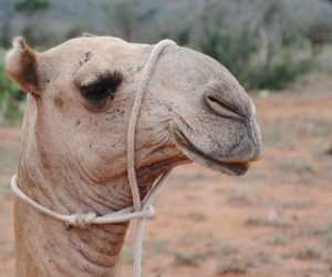 Camello-Loisaba