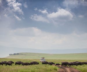 Game Drive in Ngorongoro