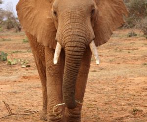Elefante-Loisaba