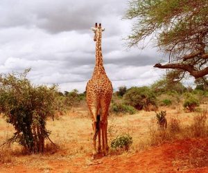 giraffa tsavo est