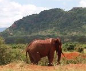 Elefante Tsavo Est - Savane della costa