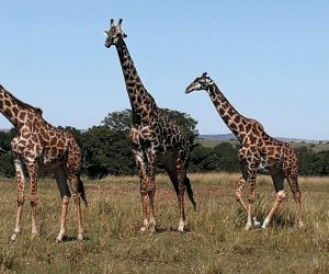 girafe masai mara.IMG_20190804_103356