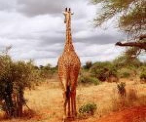 Giraffa - Tsavo Est 2008