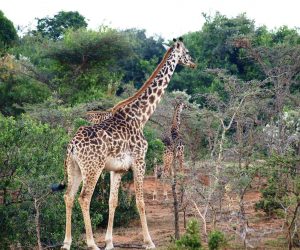 Giraffe-Kilima Camp Private Sanctuary.jpg